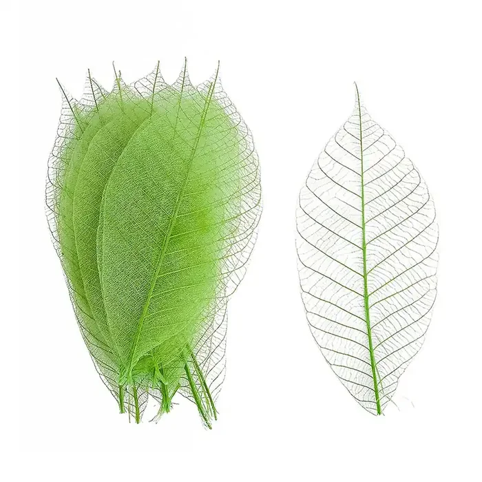 Korin PA-101-13 Green 5″ Watermarked Leaf Décor – 50 / PK
