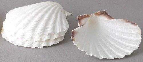 Maine Man 3.75″ Scallop Baking Shells – Natural